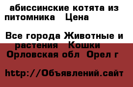 абиссинские котята из питомника › Цена ­ 15 000 - Все города Животные и растения » Кошки   . Орловская обл.,Орел г.